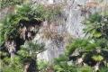 trachycarpus_princeps_on_cliff.jpg